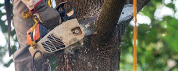 Best Emergency Tree Removal  in Fountain Hill, PA