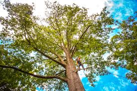 Best Arborist Consultation Services  in Fountain Hill, PA