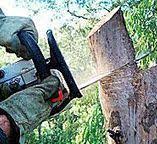 Trusted Fountain Hill, PA Tree Care Experts