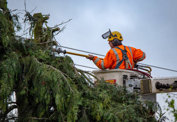 Best Hazardous Tree Removal  in Fountain Hill, PA