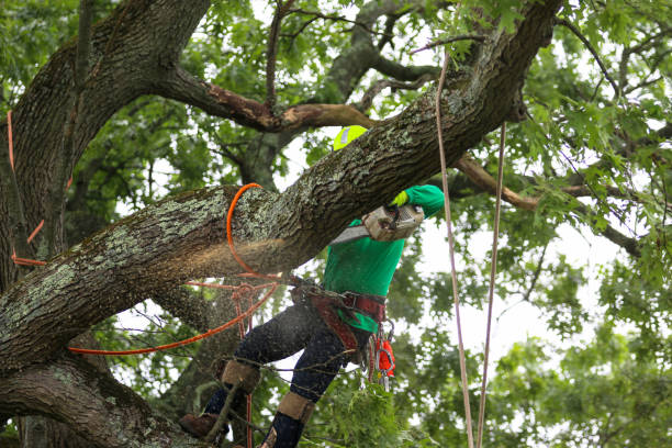 How Our Tree Care Process Works  in  Fountain Hill, PA