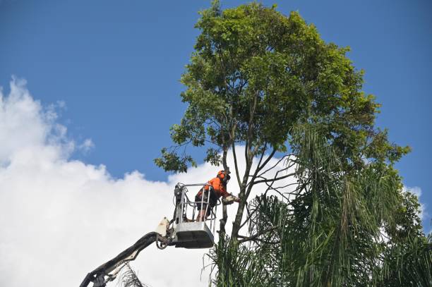 Best Tree Cabling and Bracing  in Fountain Hill, PA