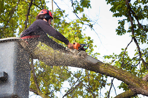 Best Aeration Services  in Fountain Hill, PA